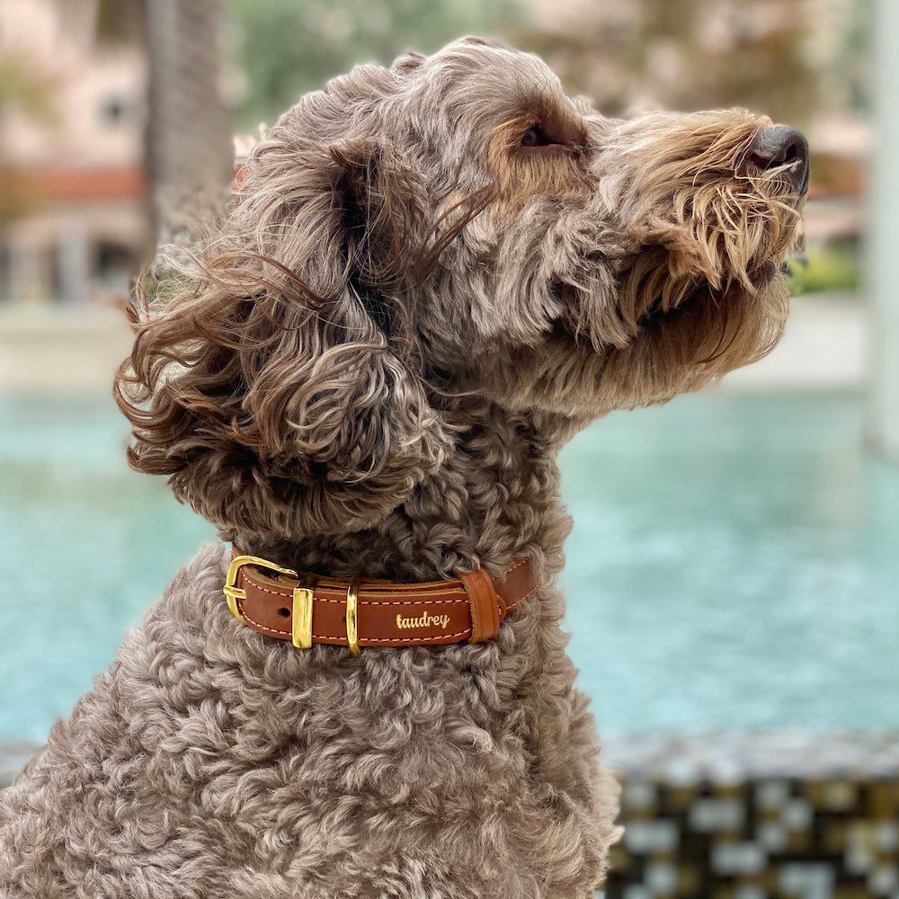 Dog best friend outlet collar